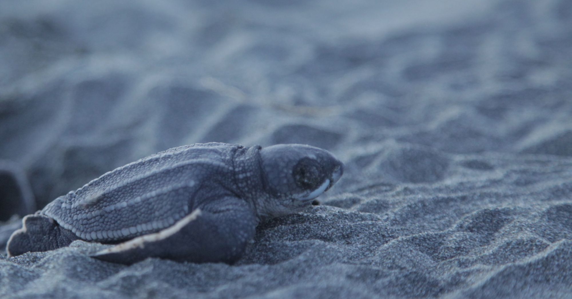 Panamá, uno de los principales sitios de anidación de tortugas marinas